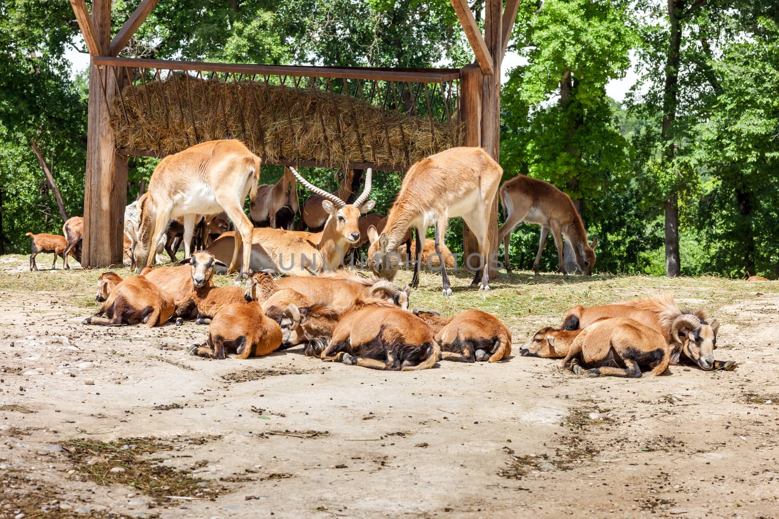 Zoo. herd of antelopes on  a background of green forest
