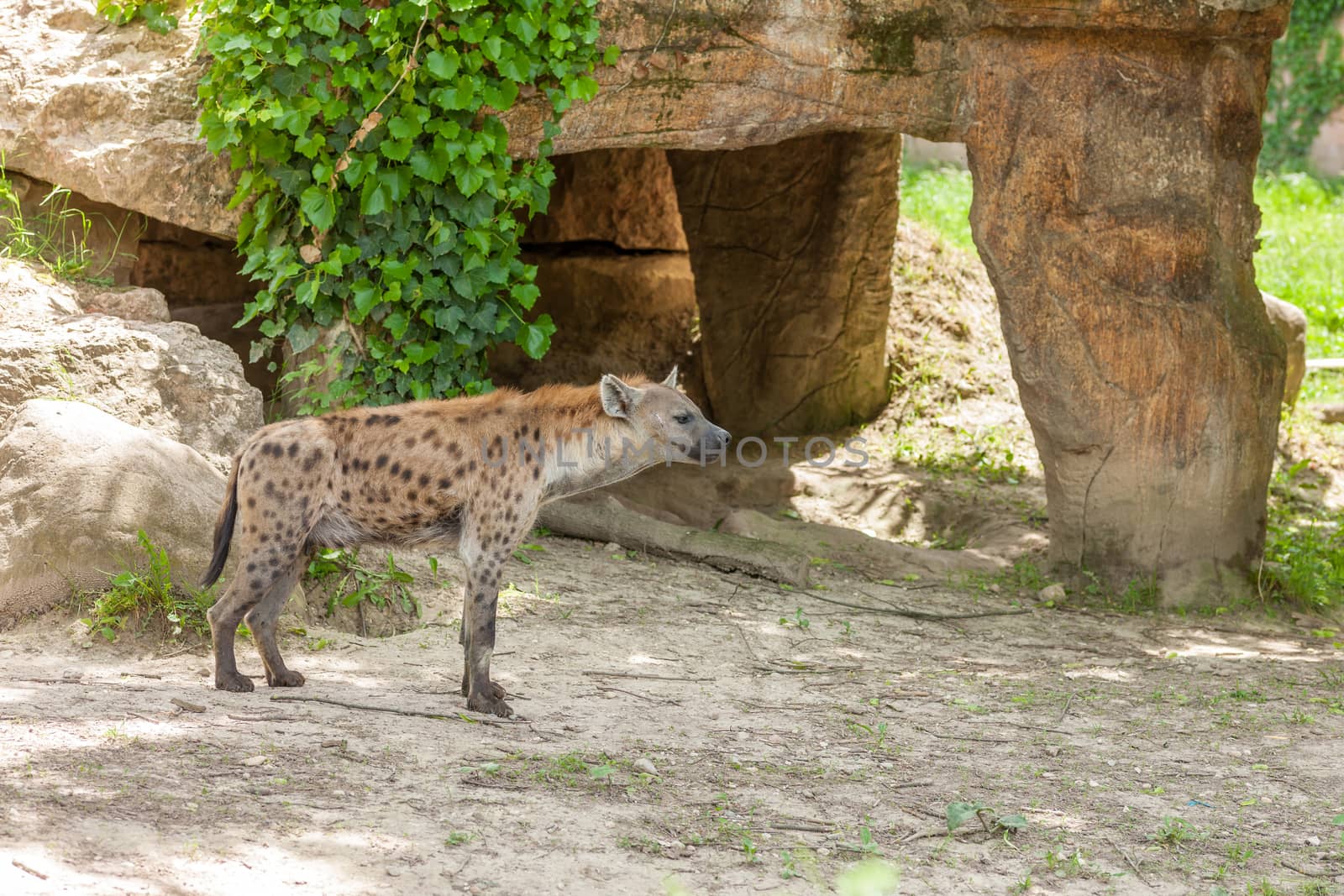 Hyena wandering in zoo by master1305