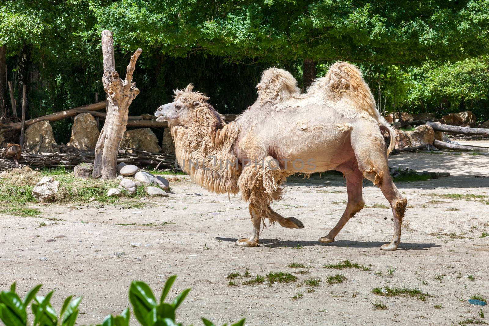 The beige bactrian camel in zoo. Italy