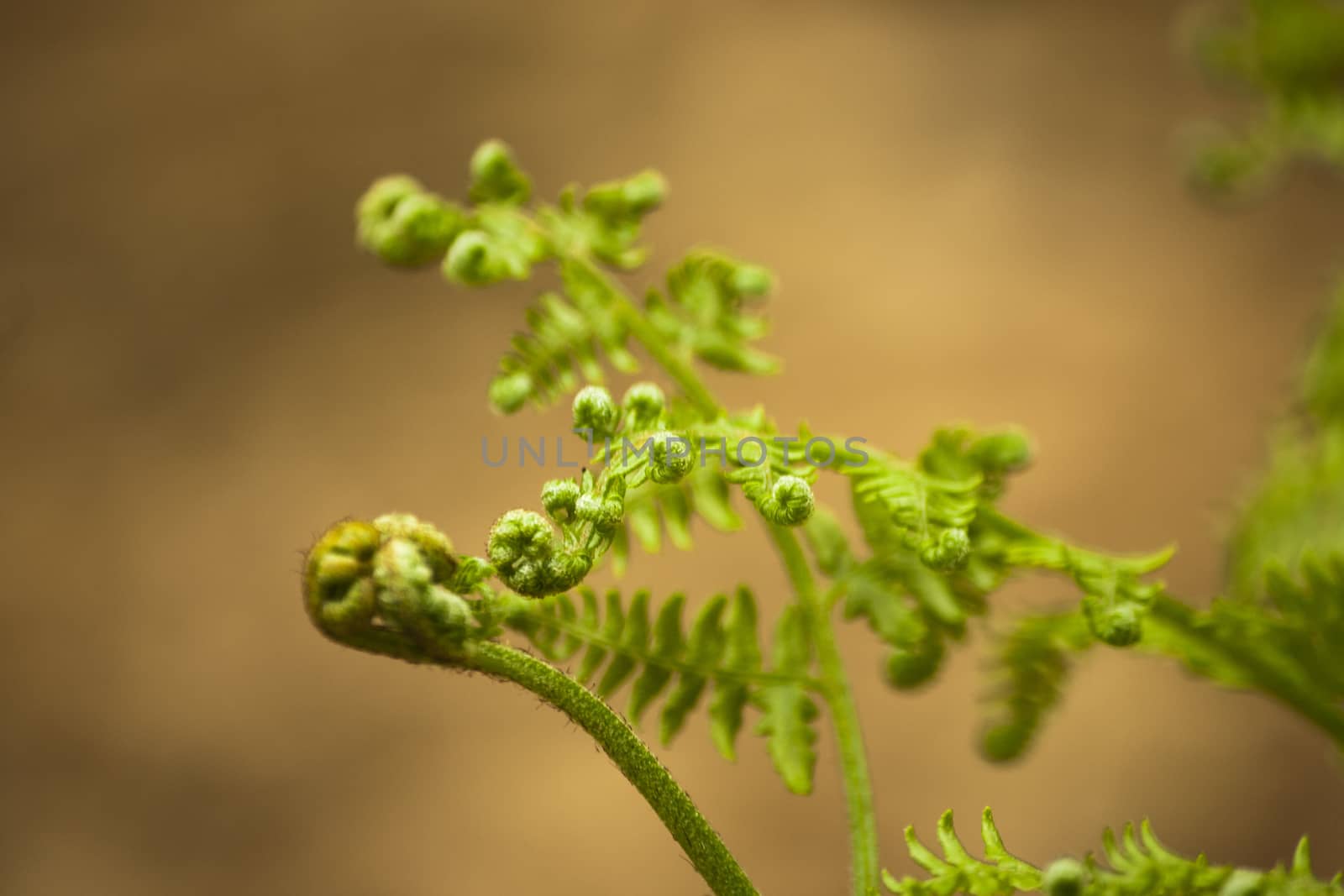 Close up of new fern leaves beginning to open in the English countryside