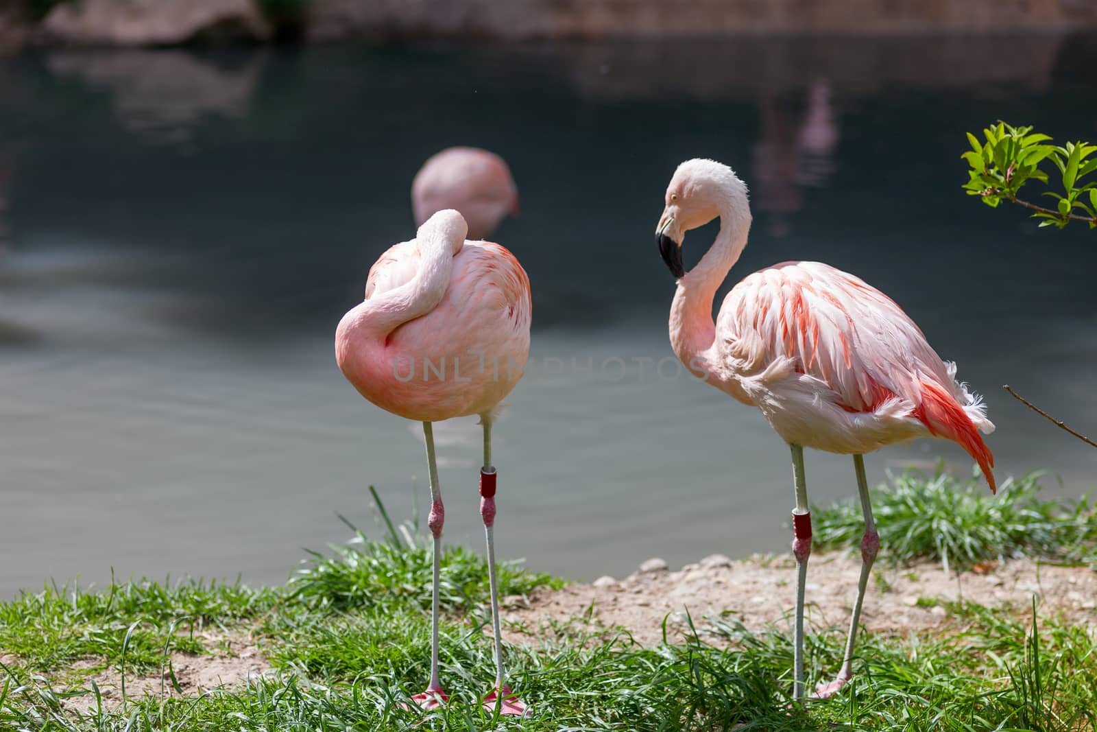 Two pink flamingo  by master1305