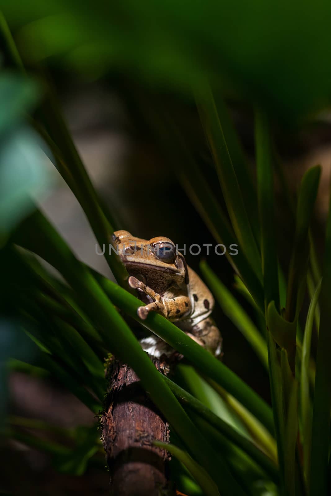 Brown frog on green stems by master1305