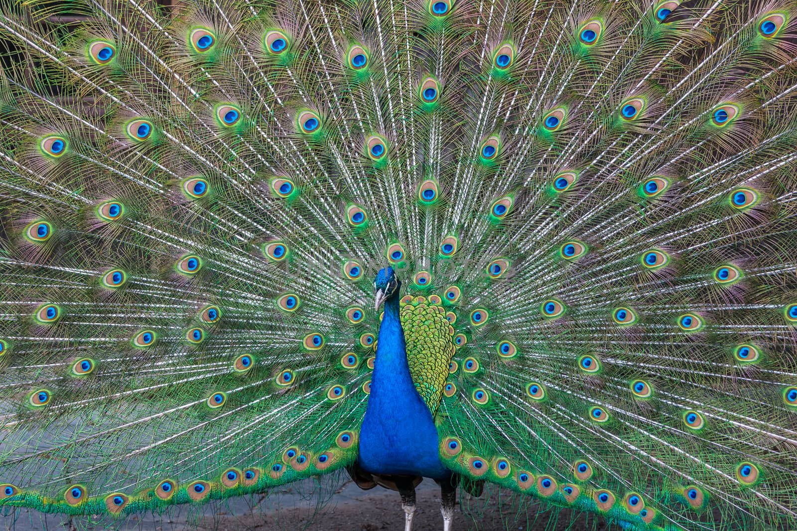 Peacock with multicolored feathers by master1305