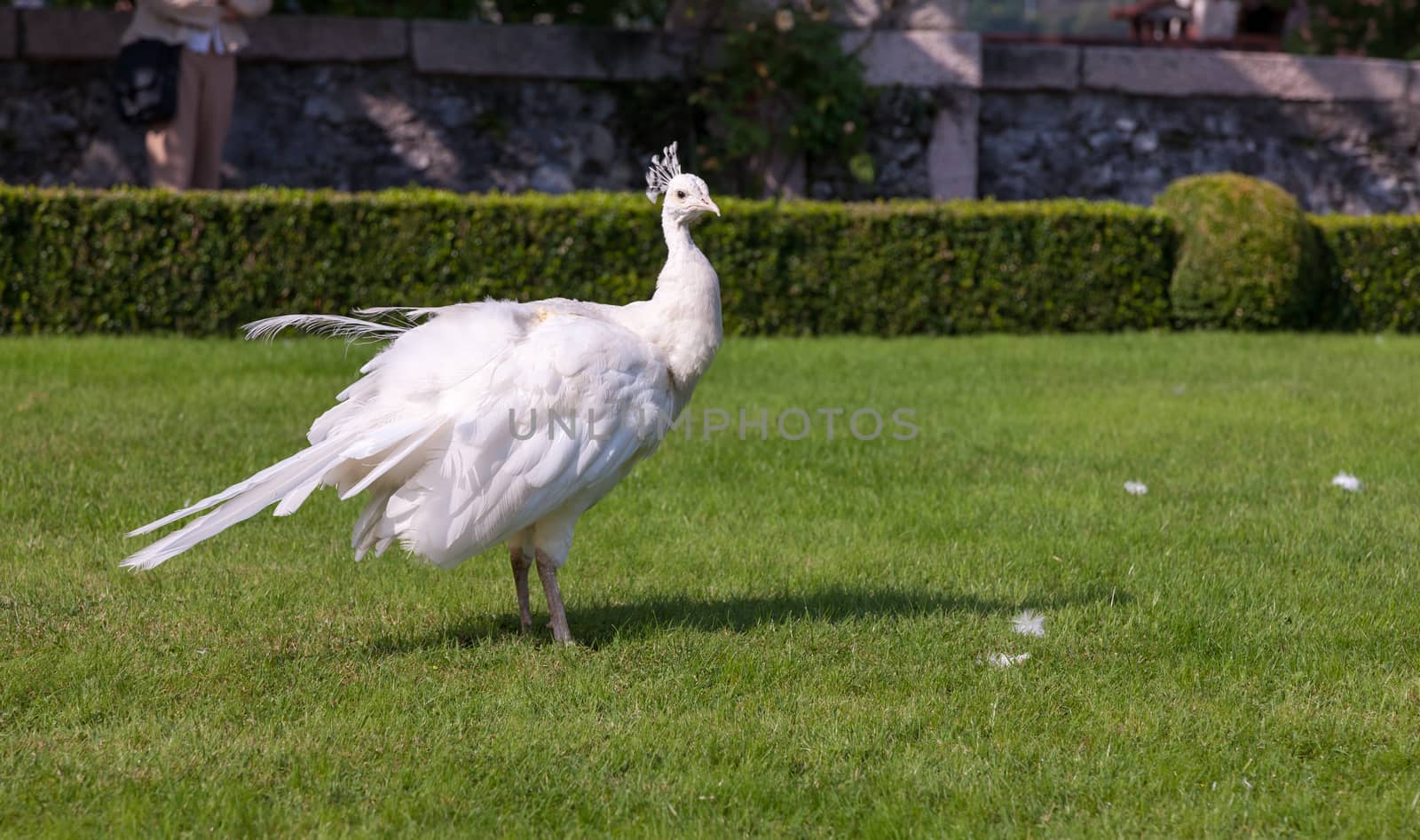 Beautiful and unusual white peacock wandering around
