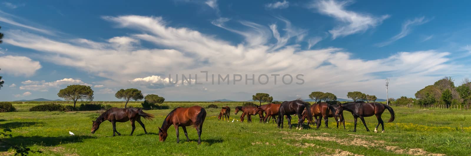 Panorama with horses grazing on a green meadow