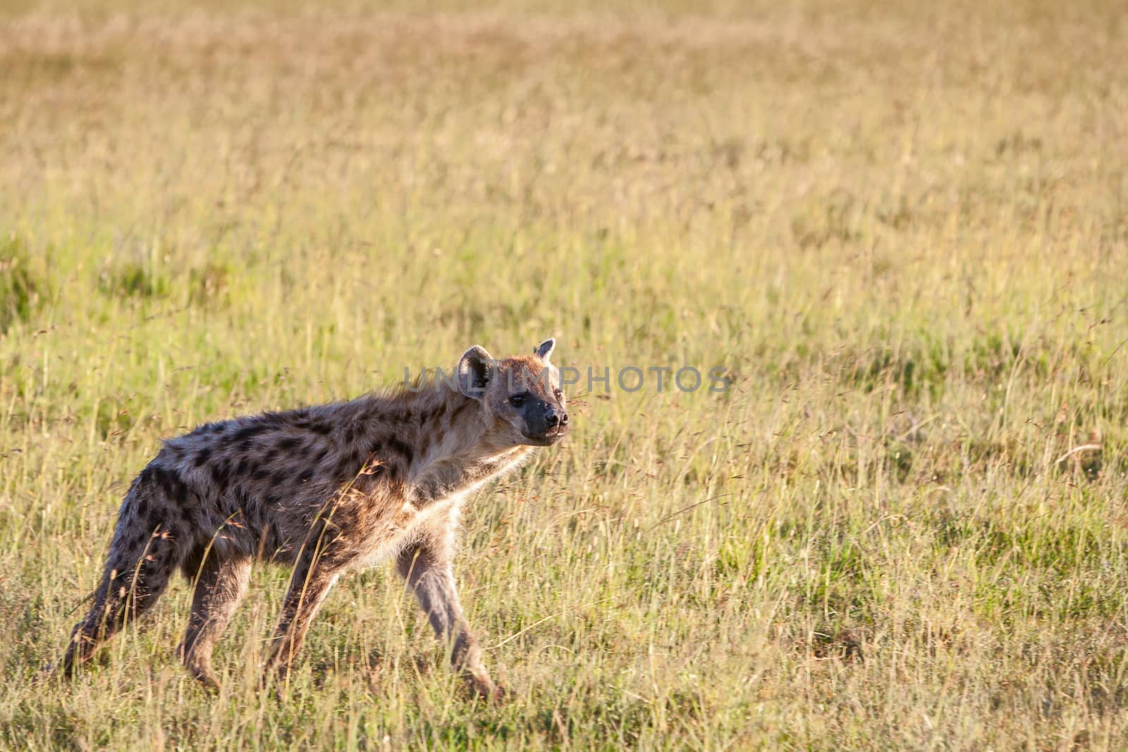 Hyena wandering the plains of Kenya by master1305