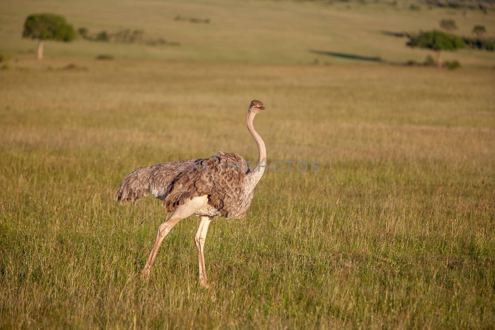 Ostrich  walking on savanna in Africa. Safari. Kenya by master1305