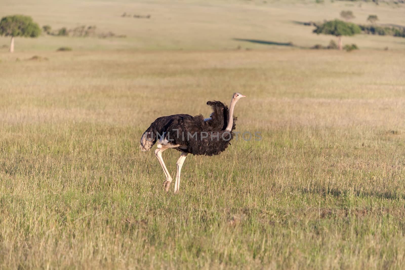 Ostrich  walking on savanna in Africa. Safari in Amboseli, Kenya