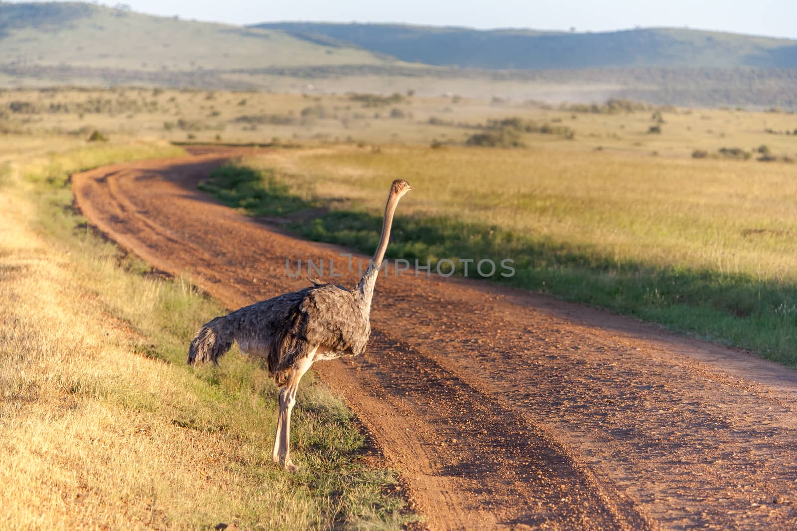 Ostrich  walking on savanna in Africa. Safari. Kenya by master1305