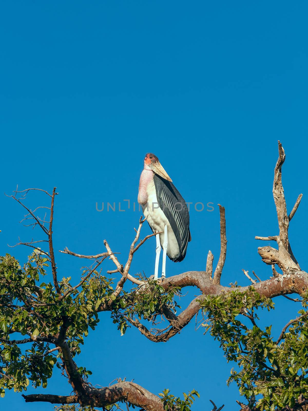 Marabou bird sitting on a branch against the blue sky Kenya 