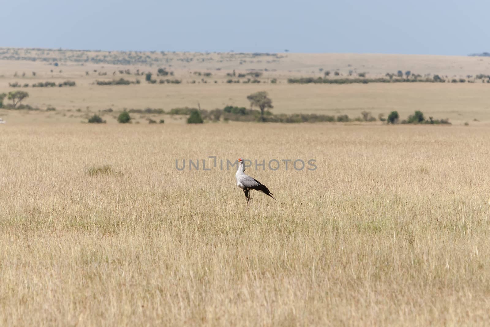 Secretarybird or secretary bird in the savannah of Kenya,  Africa by master1305
