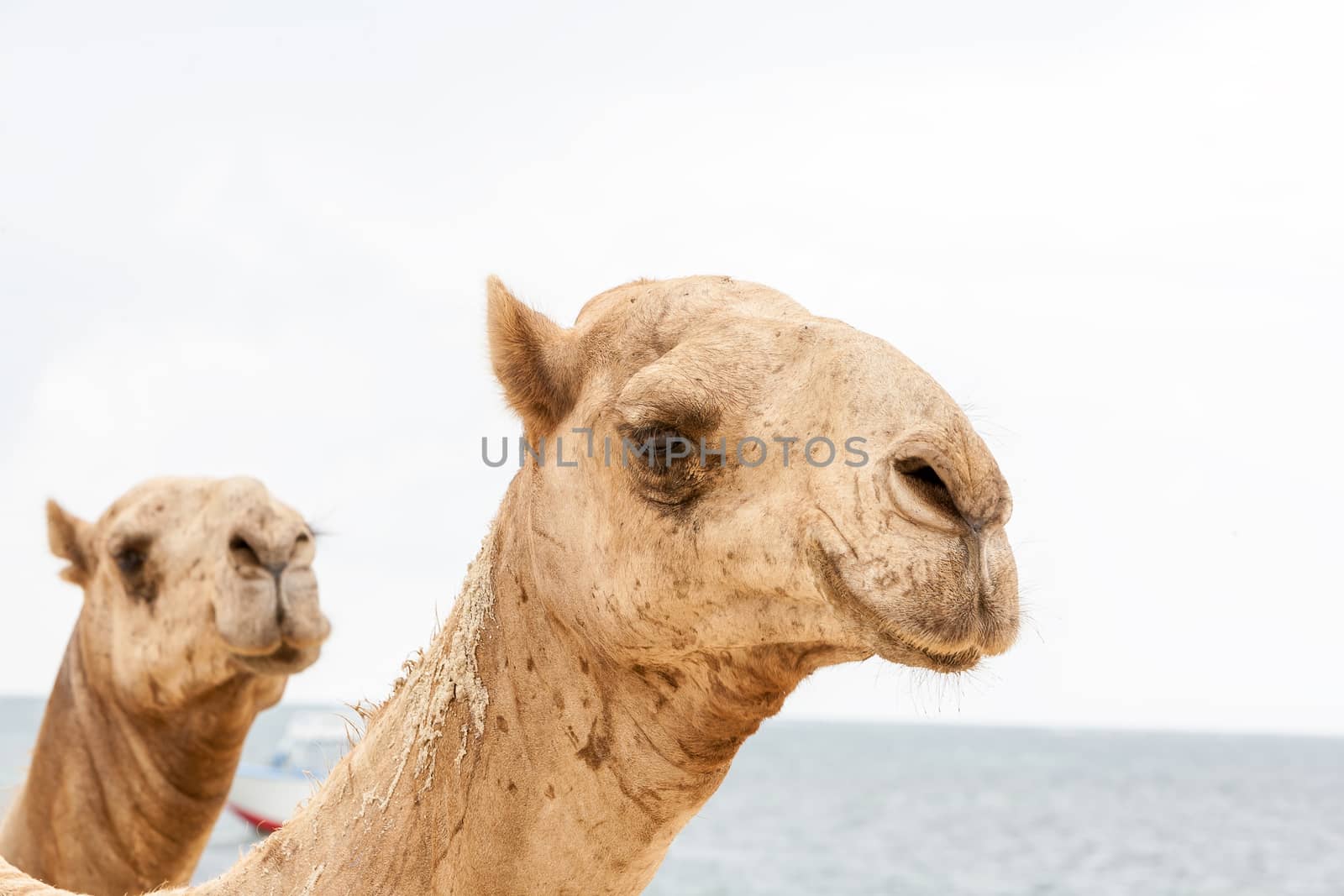 Two heads of a camels on a background of the ocean 