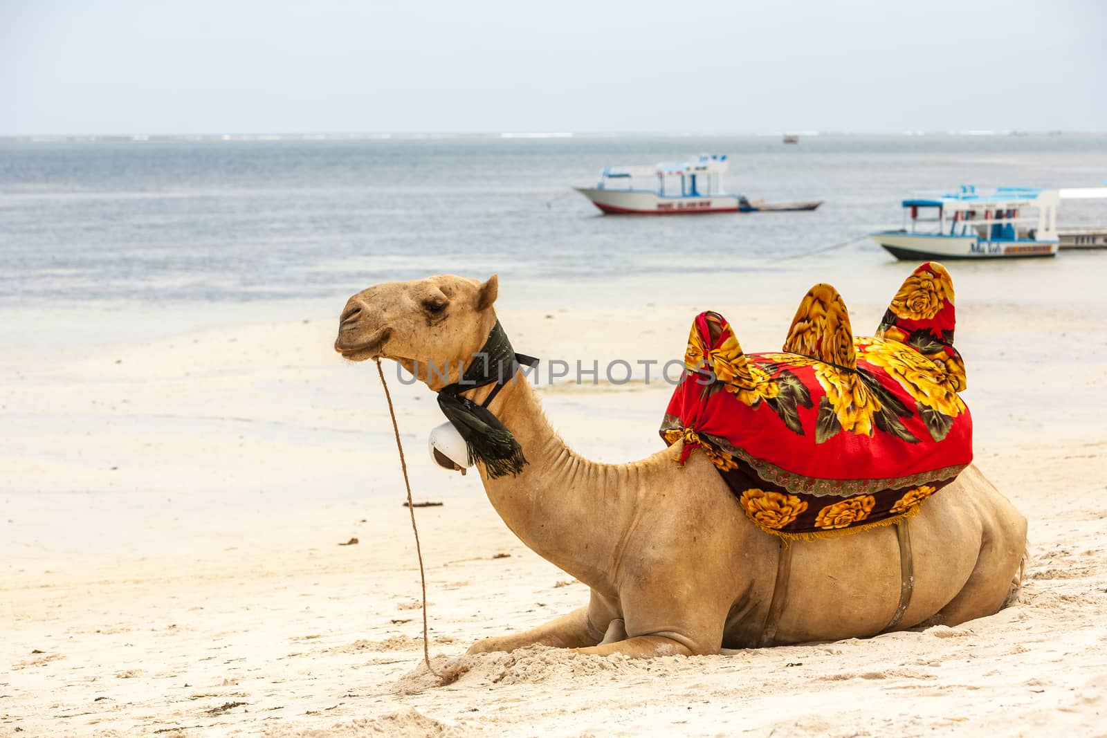 Camel lying on the sand by master1305