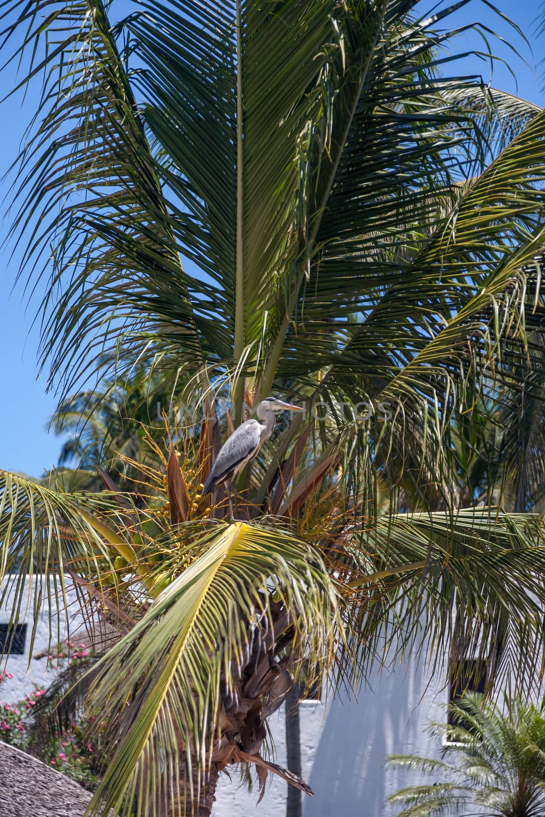 gray heron on the palm against the blue sky