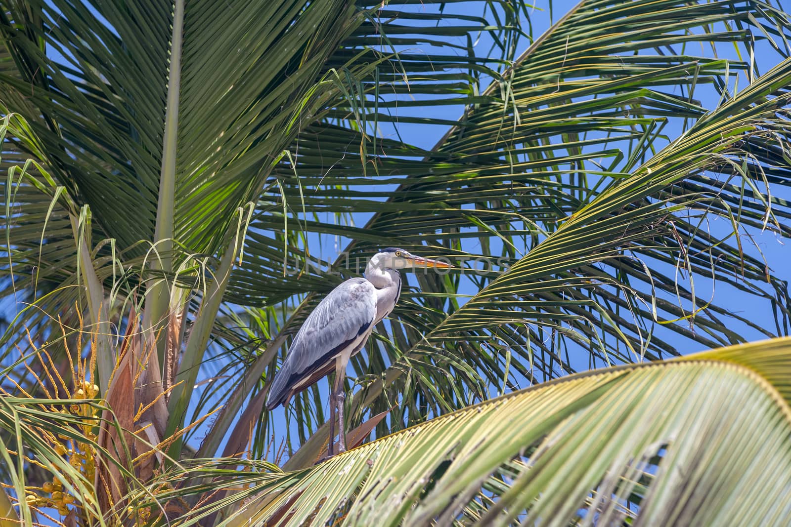 gray heron on the palm against the blue sky