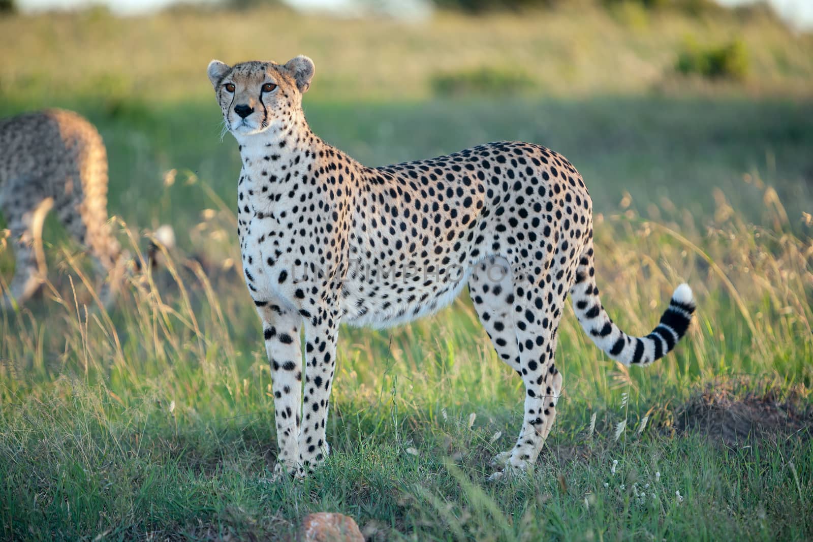 Close-up portrait of a cheetah on a background of savanna