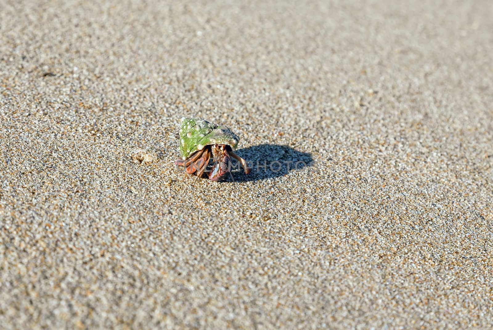 hermit crab on the beach  by master1305