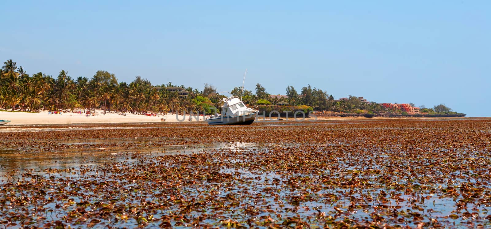 low tide on the  ocean beach. algae. Kenya