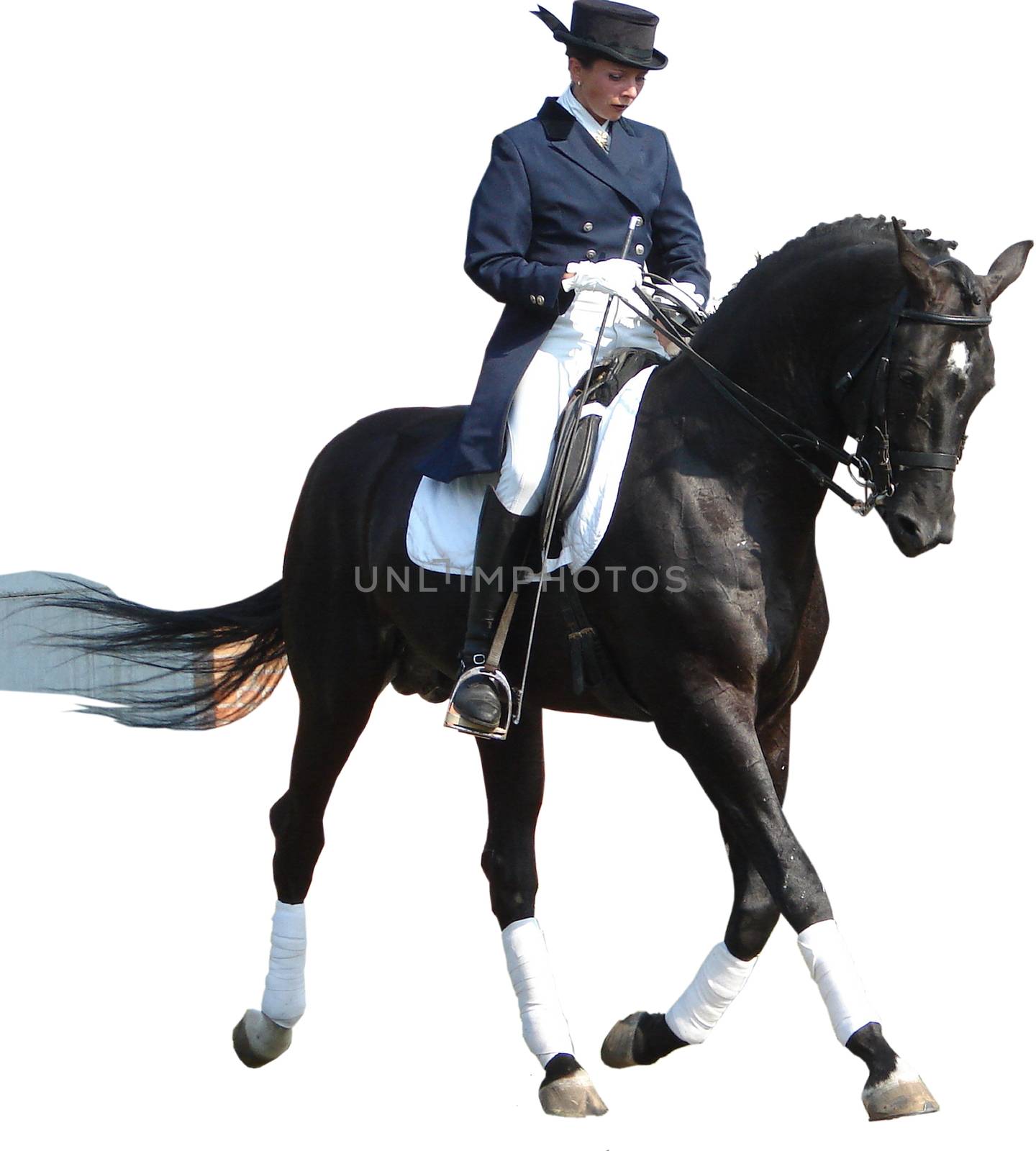 equestrian lady riding black stallion horse isolated on white by fotosergio