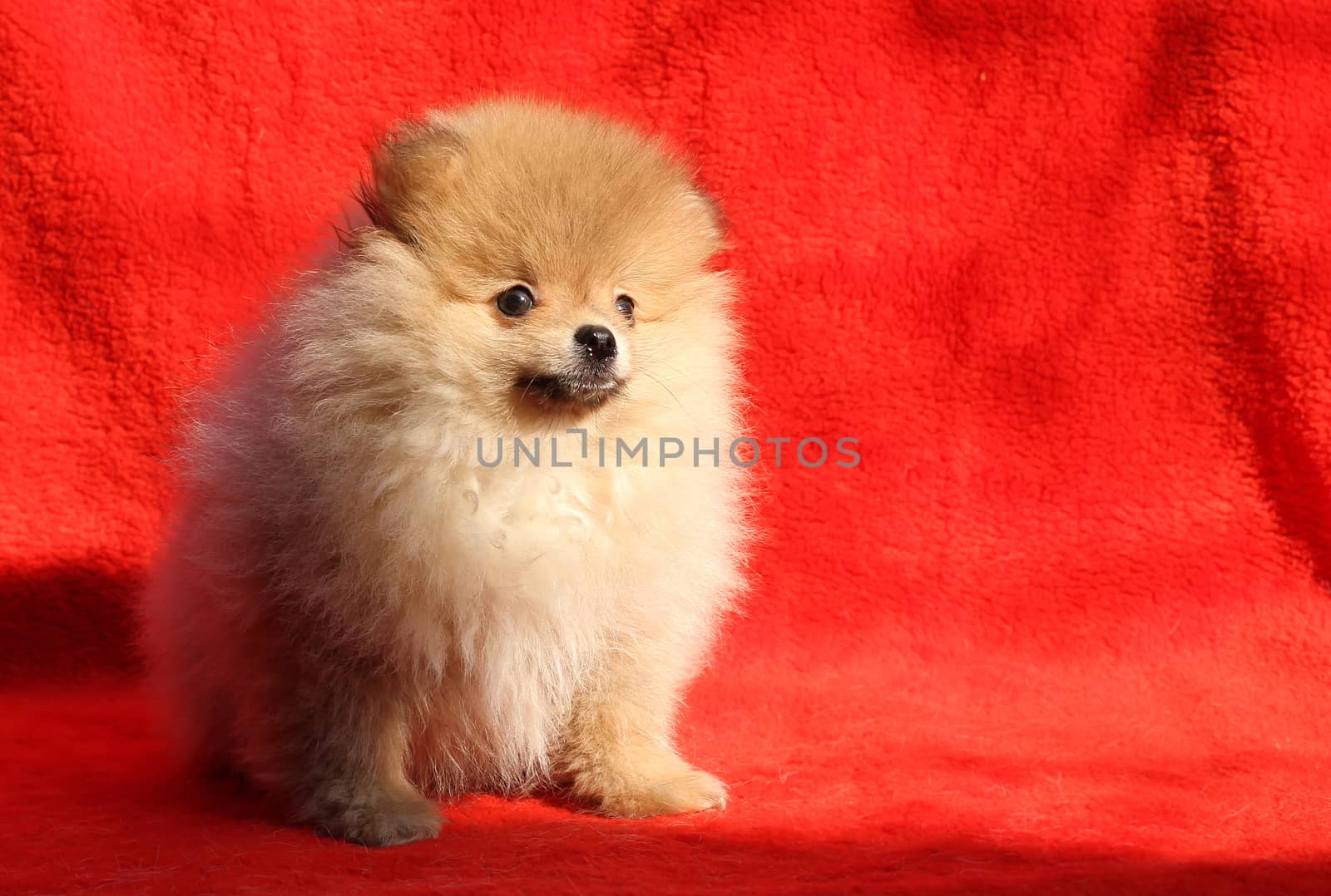 Pomeranian dog sitting on a red background