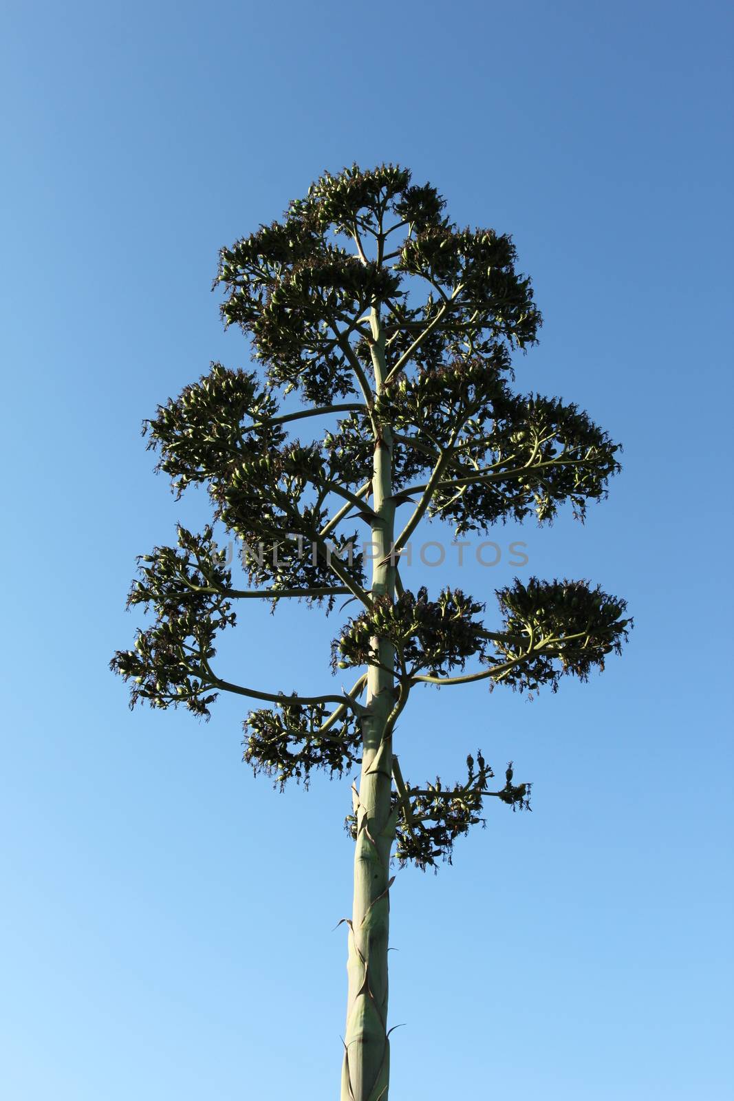 Agave Seedpods by hlehnerer