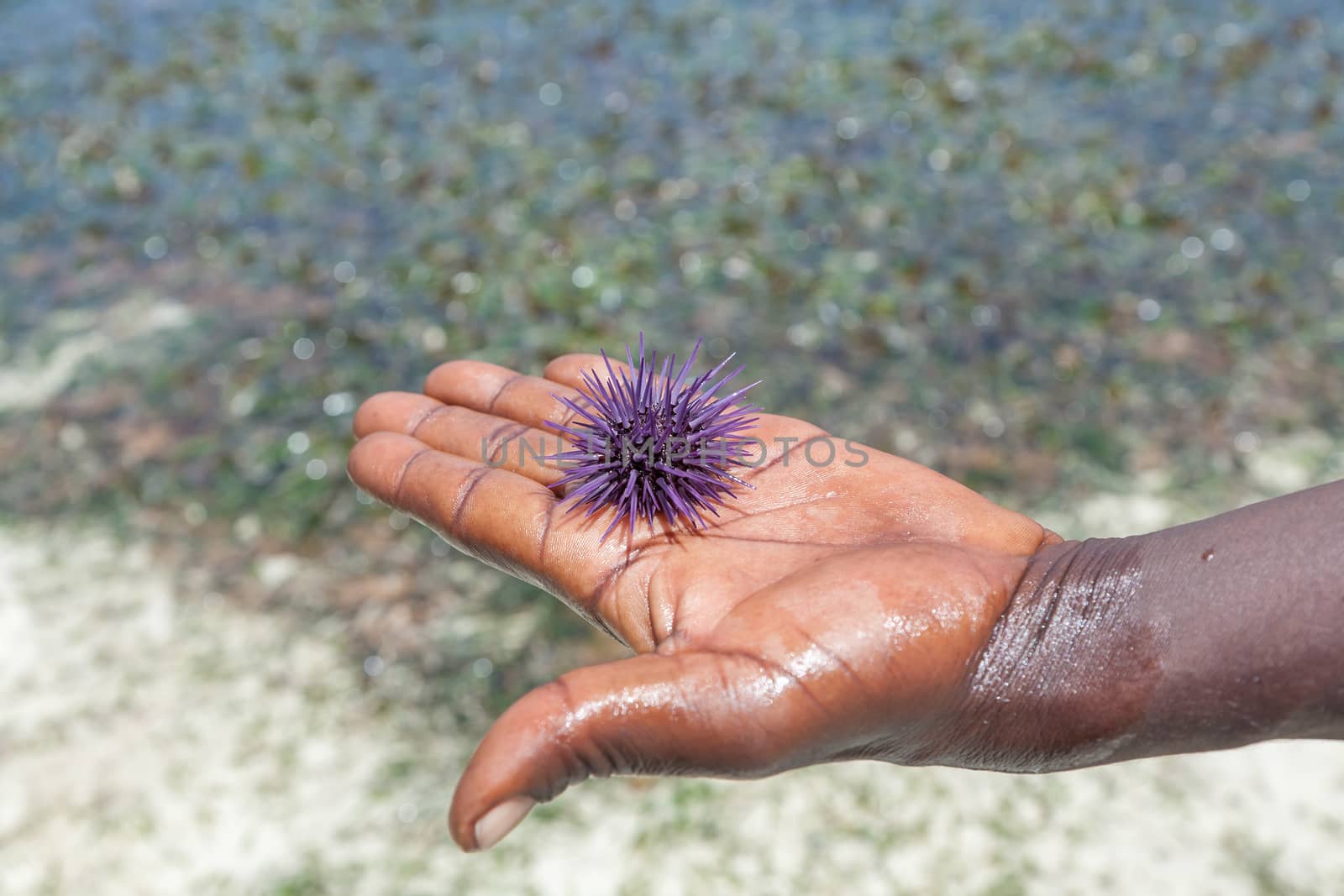 The small purple sea hedgehog lays on a man's hand