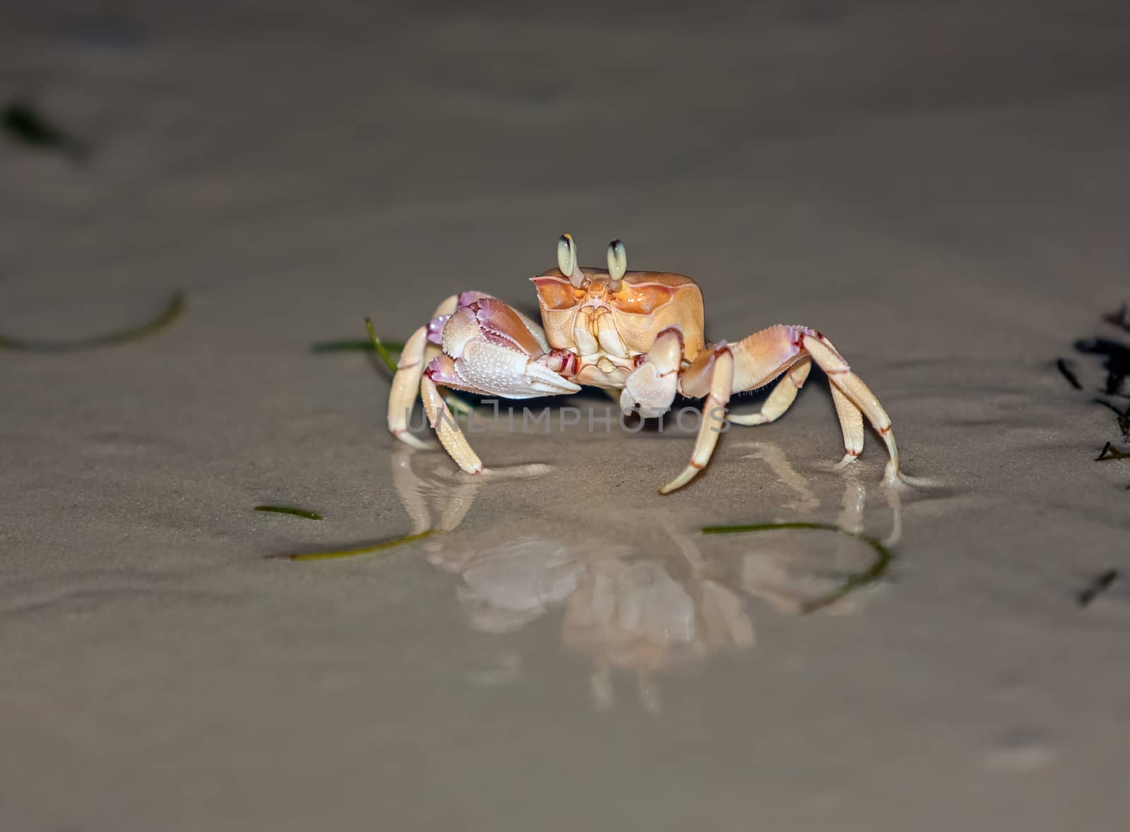 Crab on gray sand by master1305