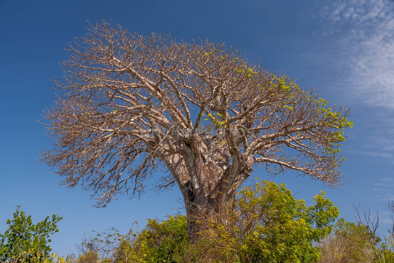 The dry tree and blue sky by master1305