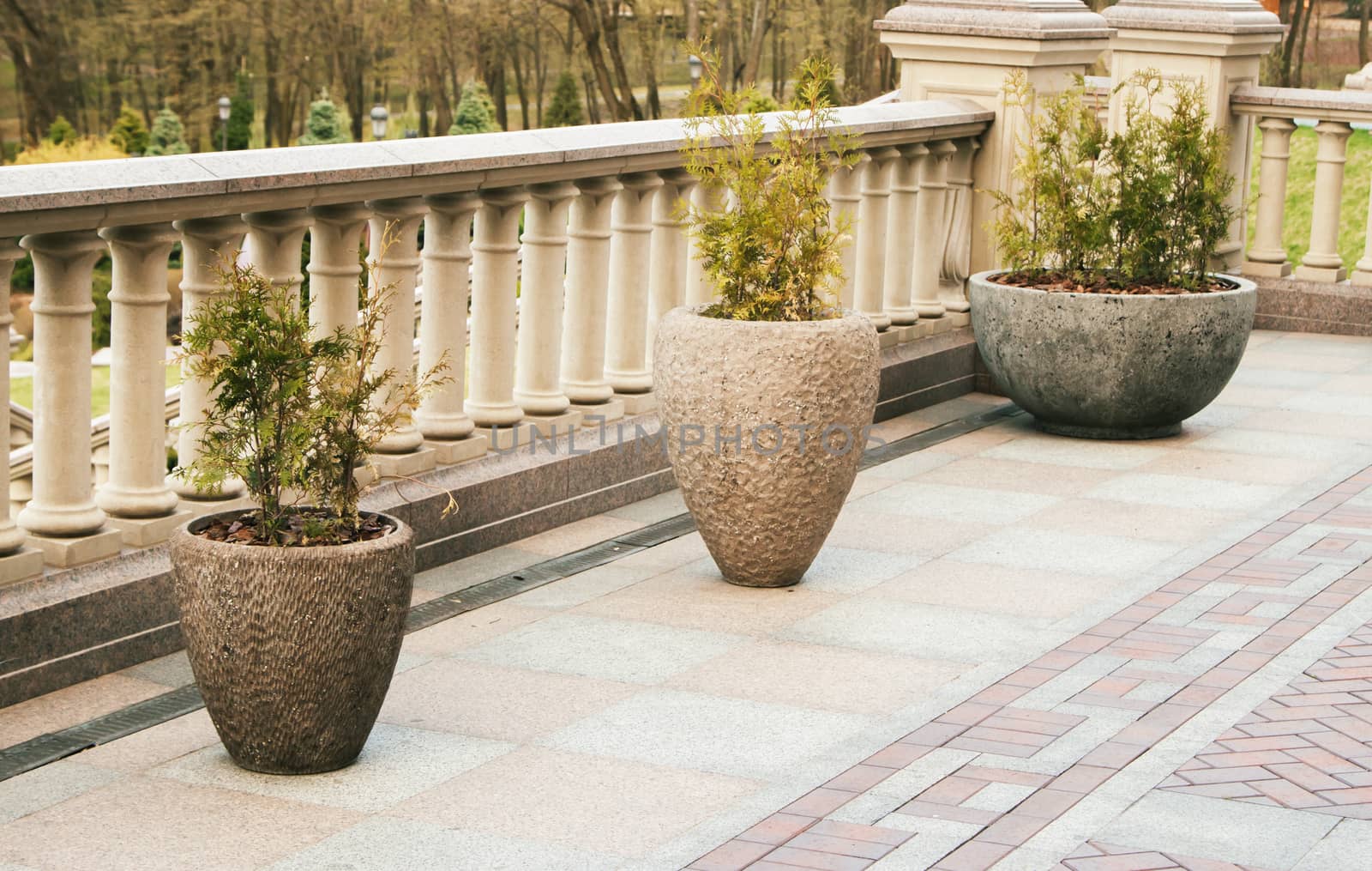 three thujas in concrete pots,summer garden decoration