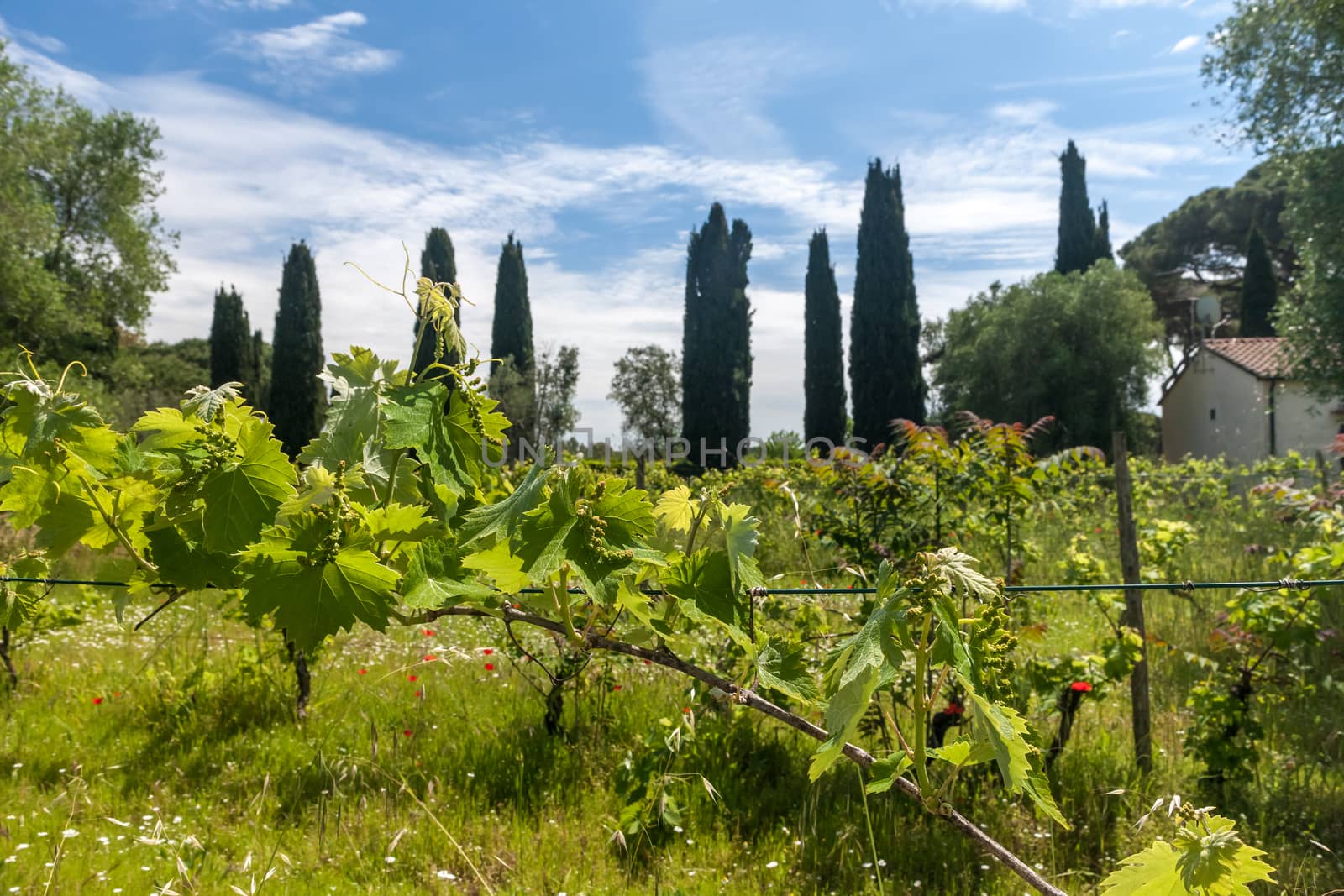 young green unripe wine grapes against the backdrop of a plantation