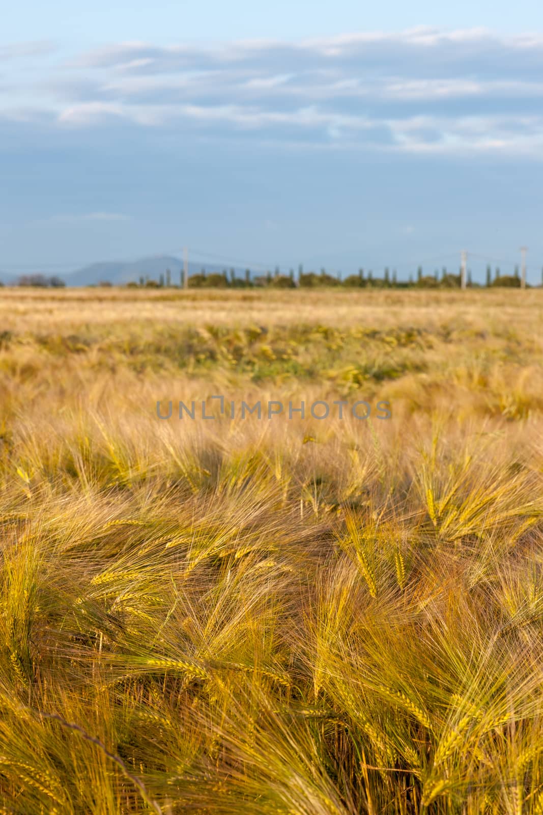 Young wheat growing in green farm field under cloudy blue sky 