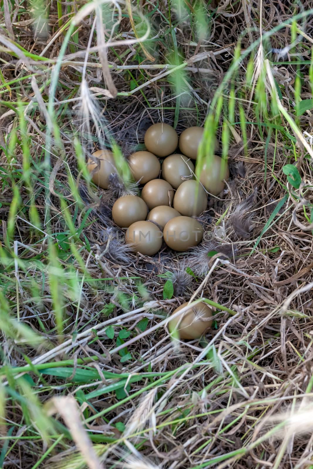 Pheasant nest in the green grass. Tuscany, Italy