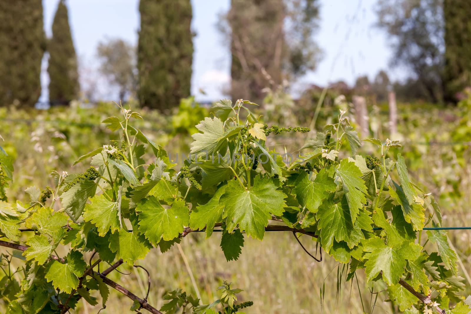 young green unripe wine grapes against the backdrop of a plantation