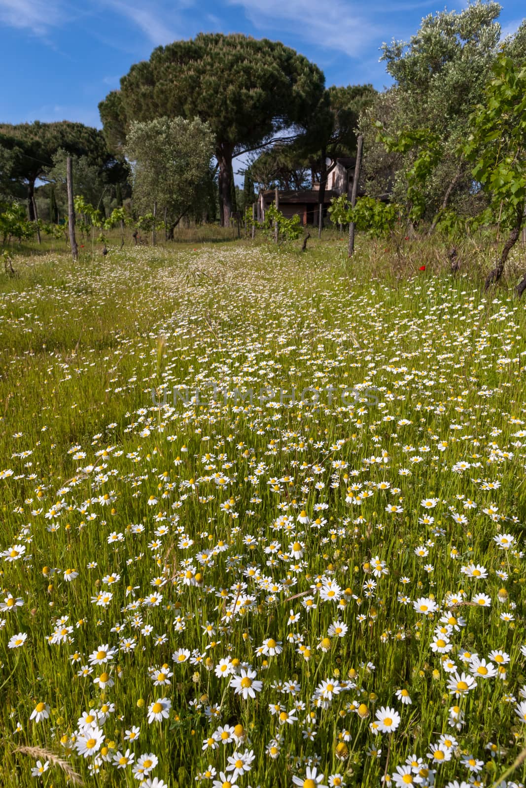 The meadow of spring white wild daisies