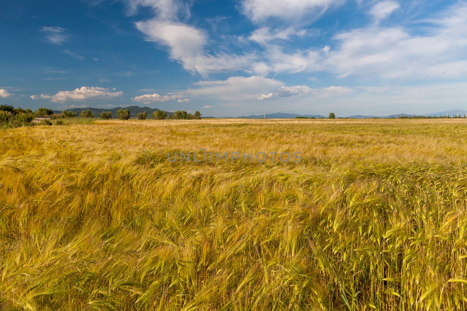 Young wheat growing in green farm field by master1305