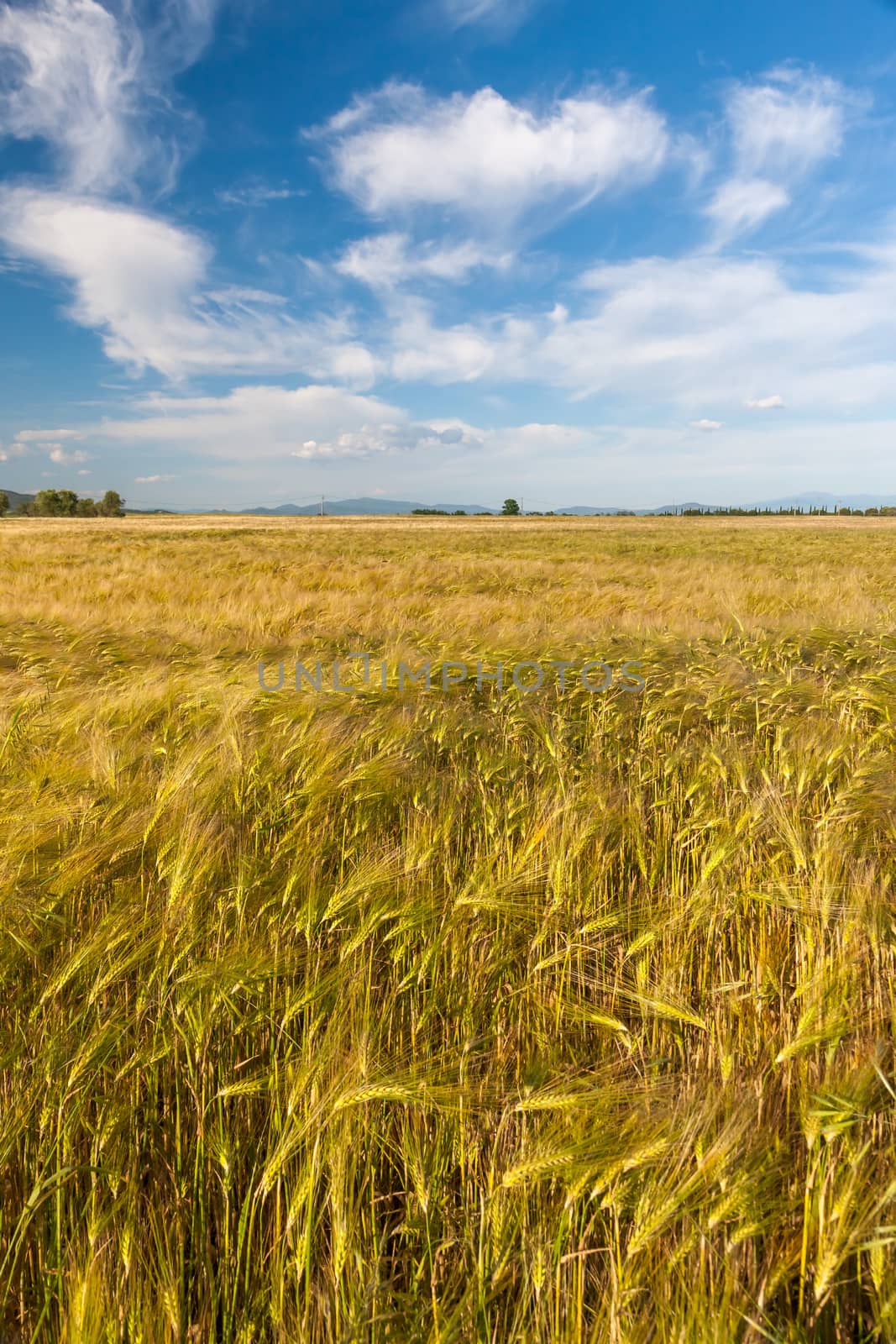 Wheat growing in green farm field by master1305