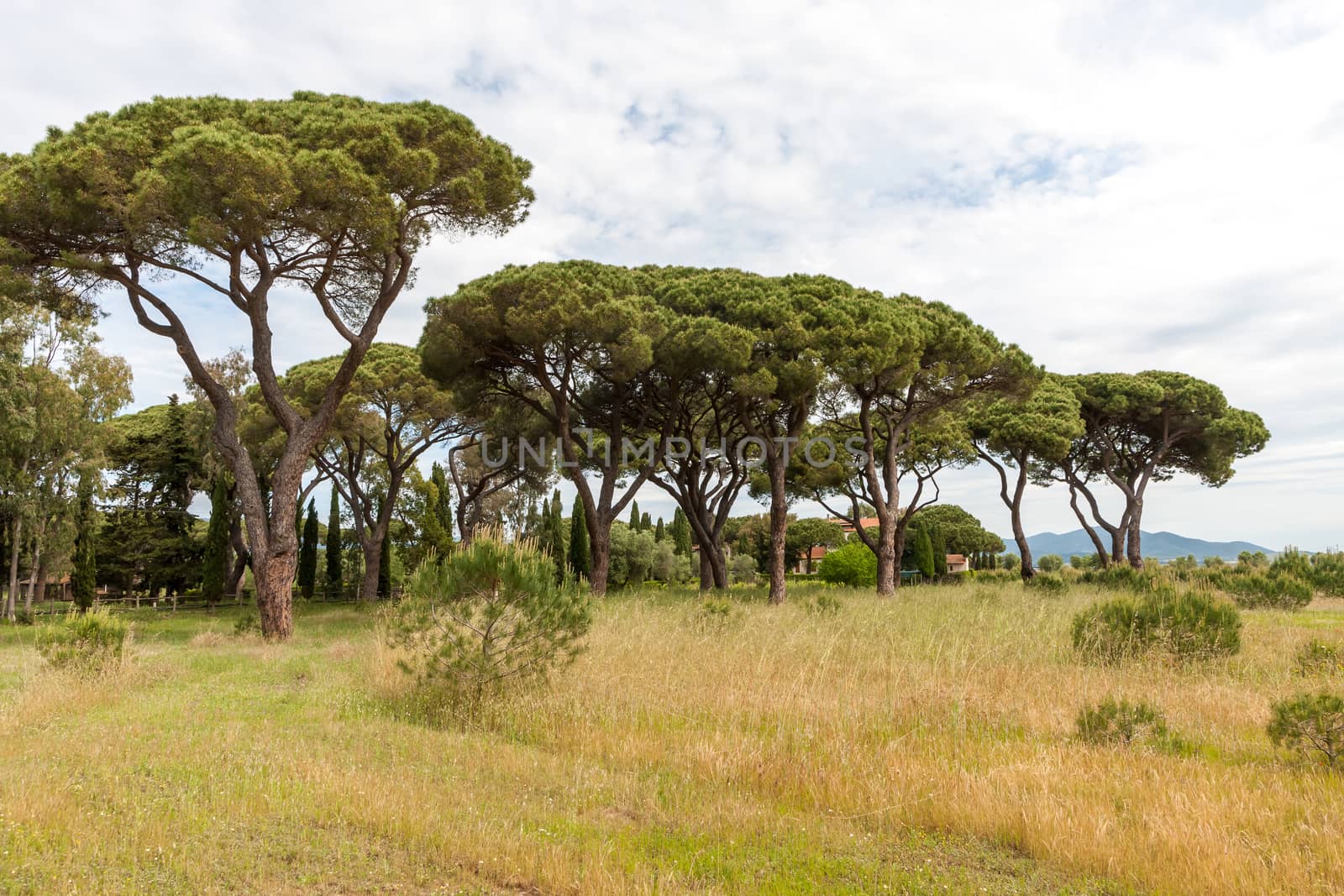 Italian stone pine. landscape with pine trees