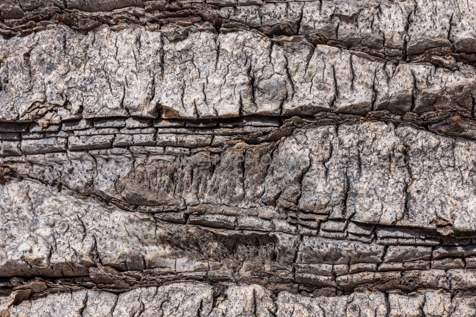 natural tree bark by master1305
