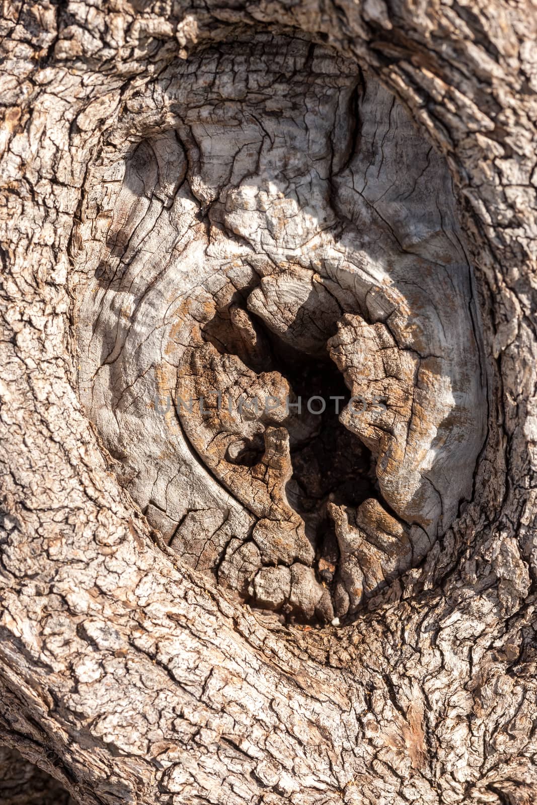 The tree bark as a natural  background
