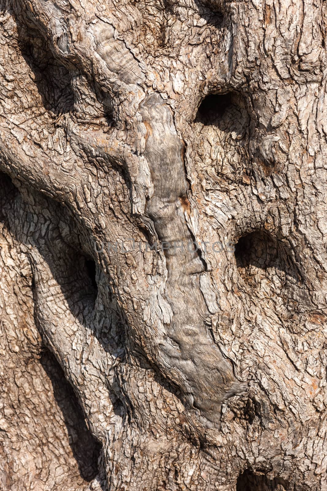 natural tree bark by master1305
