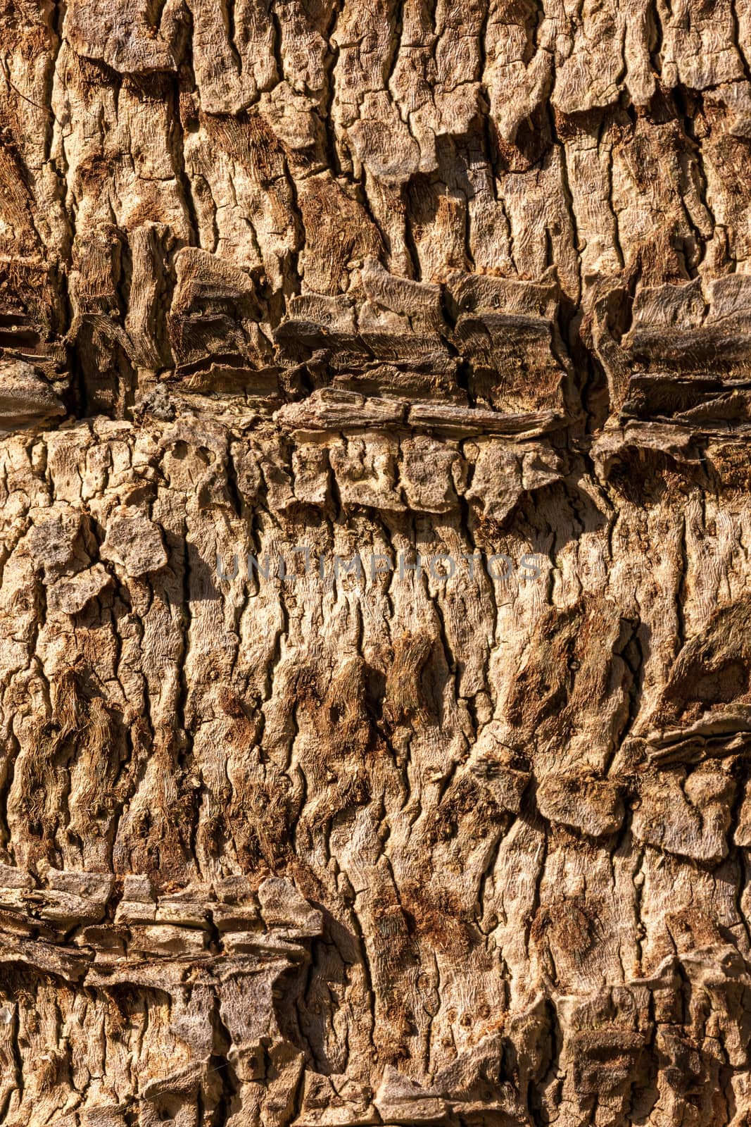 The tree bark as a natural  background
