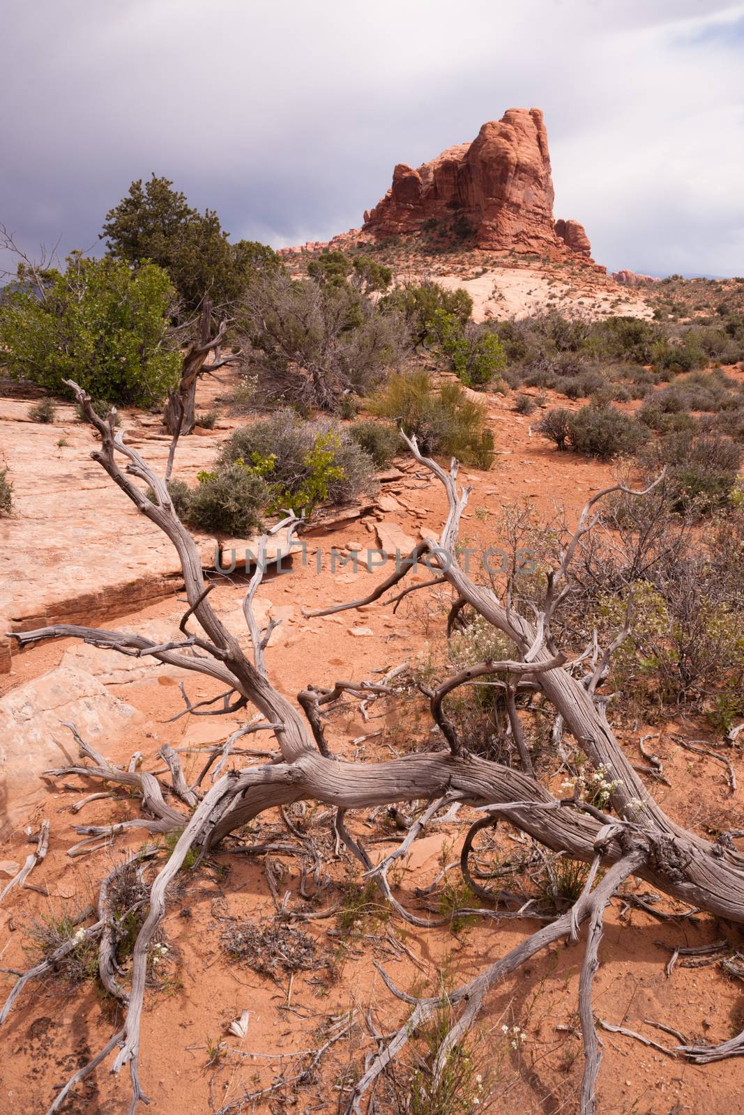 Rain Clouds Gather Over Rock Formations Utah Juniper Trees by ChrisBoswell