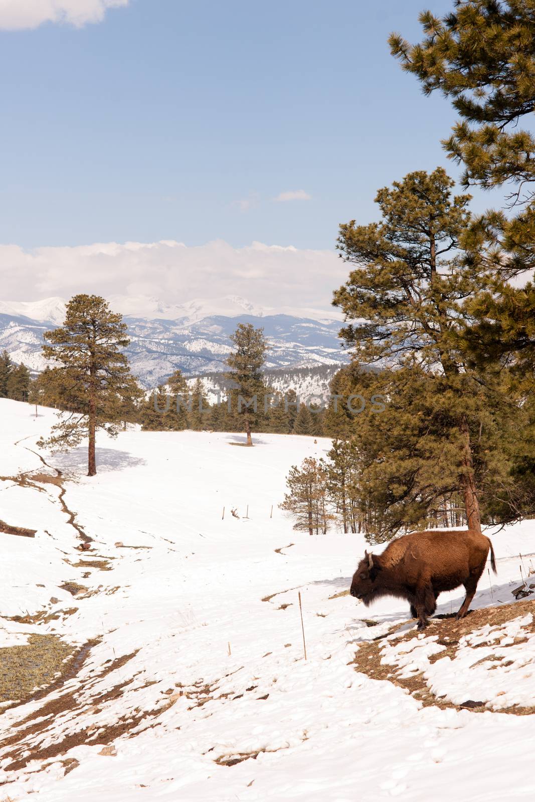 North American Bison Buffalo Roam Hillside Fresh Snow Blue Sky by ChrisBoswell