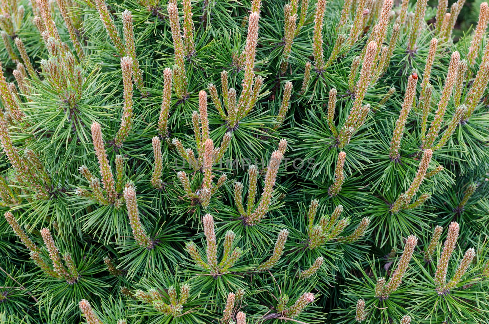 Green branch of the pine tree close up photo by DNKSTUDIO