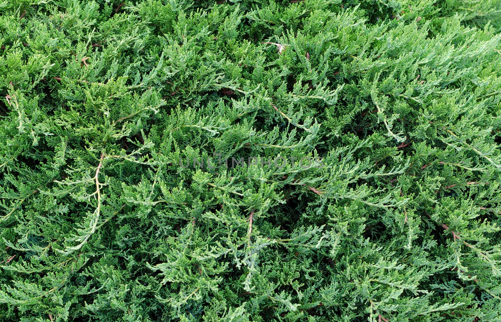 texture juniper branches. Juniperus