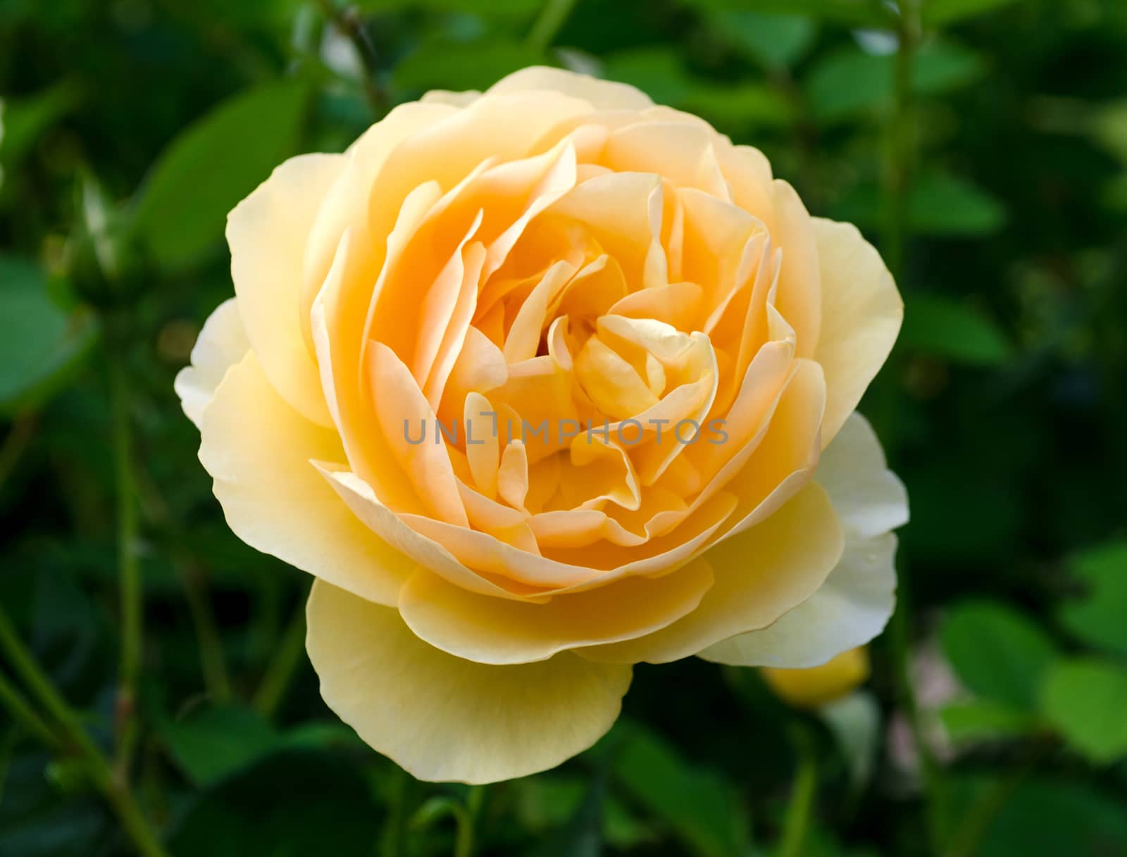 Beautiful rose in the garden by DNKSTUDIO