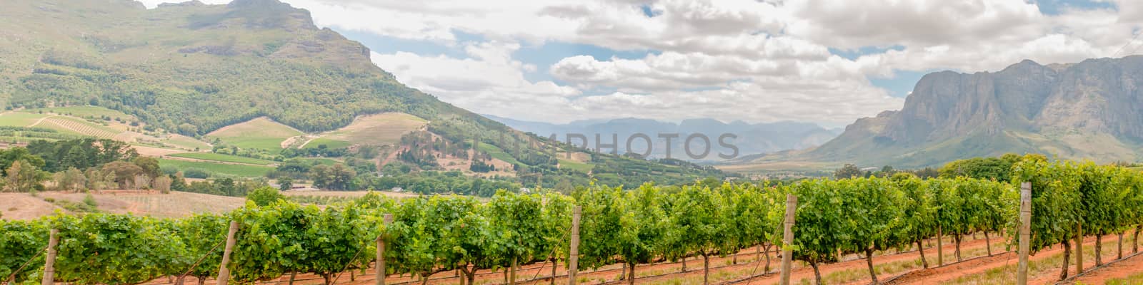 Panoramic view of vineyards near Stellenbosch by dpreezg