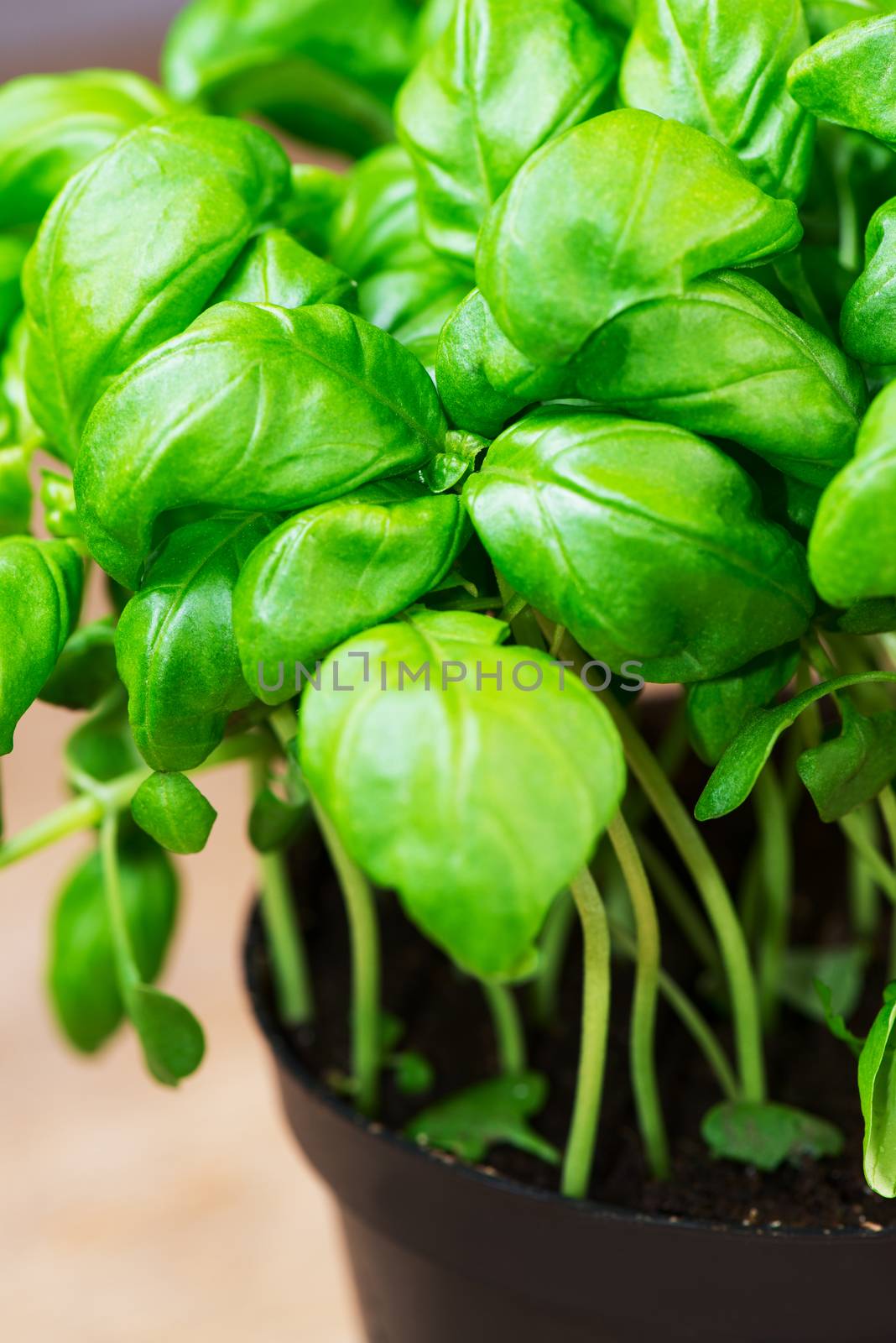 potted basil herb plant on wooden table close up by Nanisimova