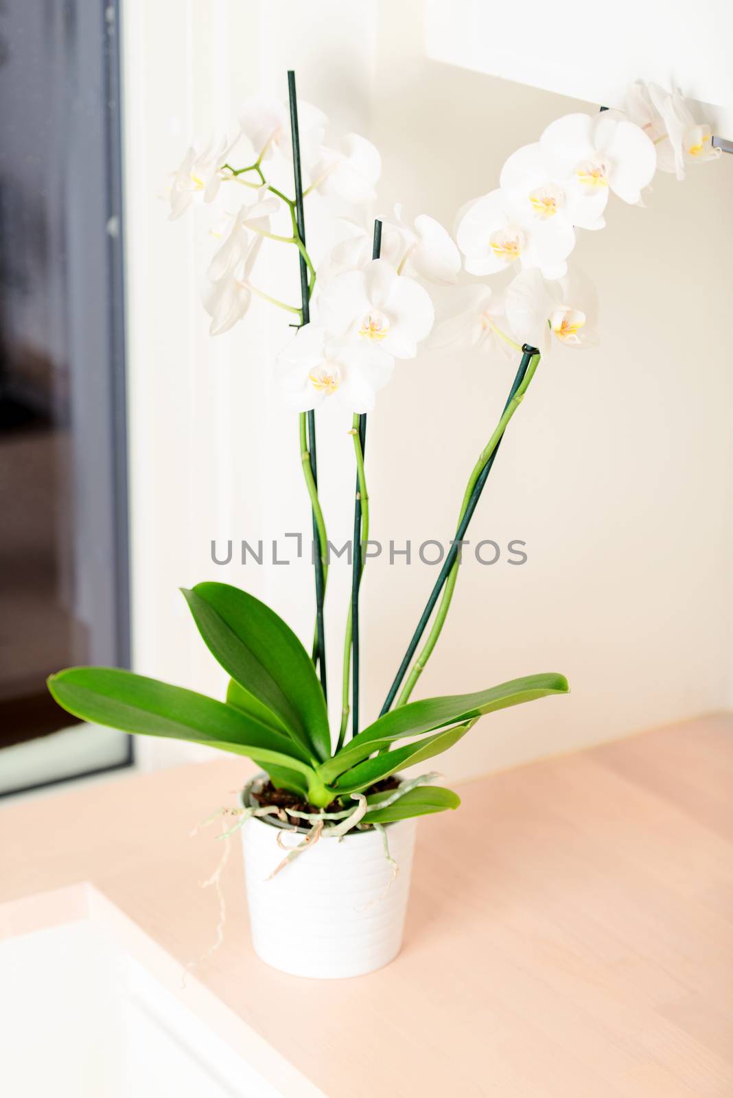 Orchid on kitchen countertop vertical by Nanisimova