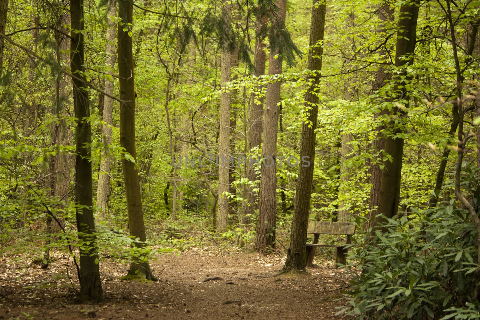 Beautiful English woodland scene with light coming though the trees.